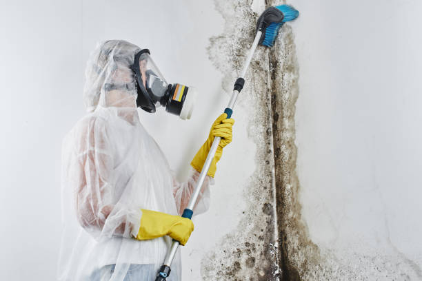 Best Post-Flood Mold Remediation in Waynesboro, VA