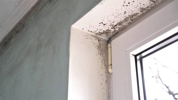 Best DIY Mold Remediation Support Services in Waynesboro, VA