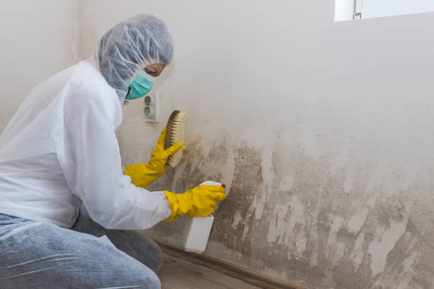 Best Emergency Mold Remediation in Waynesboro, VA