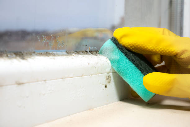 Best Insurance-Related Mold Remediation in Waynesboro, VA