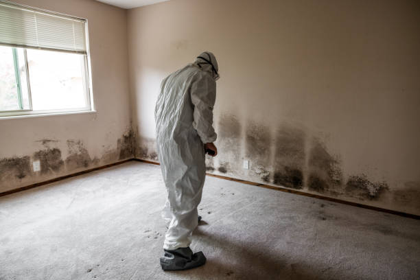 Best Commercial Mold Remediation in Waynesboro, VA
