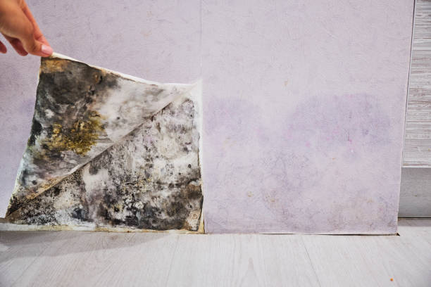 Best Residential Mold Remediation in Waynesboro, VA